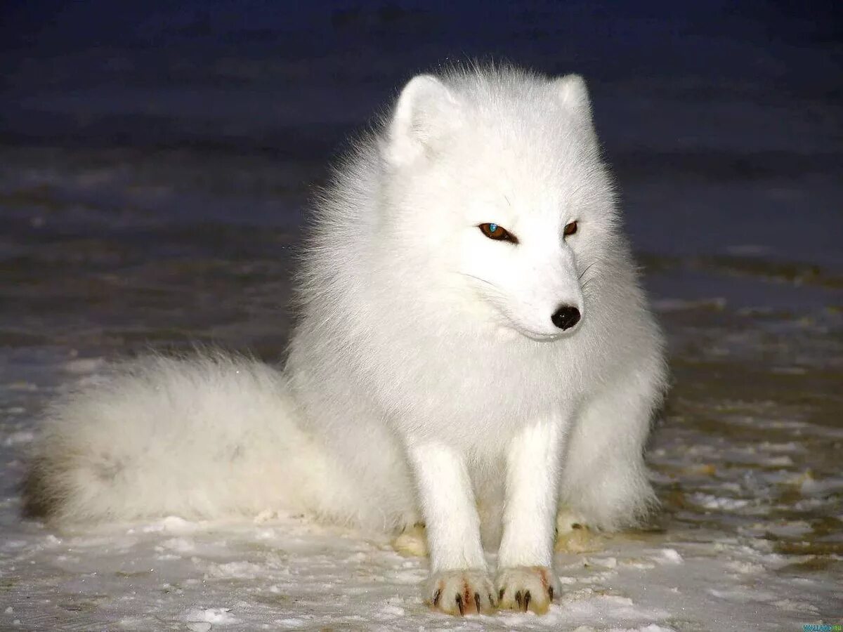 песец бурый. песец белый. вуалевый песец. тундровый песец. арктика животные севера песец.