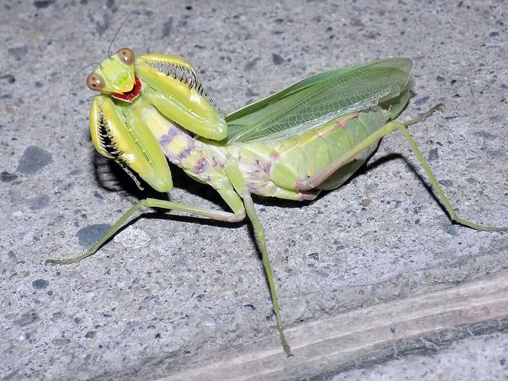 Богомолов сон. Ischnomantis Gigas богомол. Кузнечик Саранча сверчок богомол. Саравакский богомол. Богомол самка самый большой богомол.