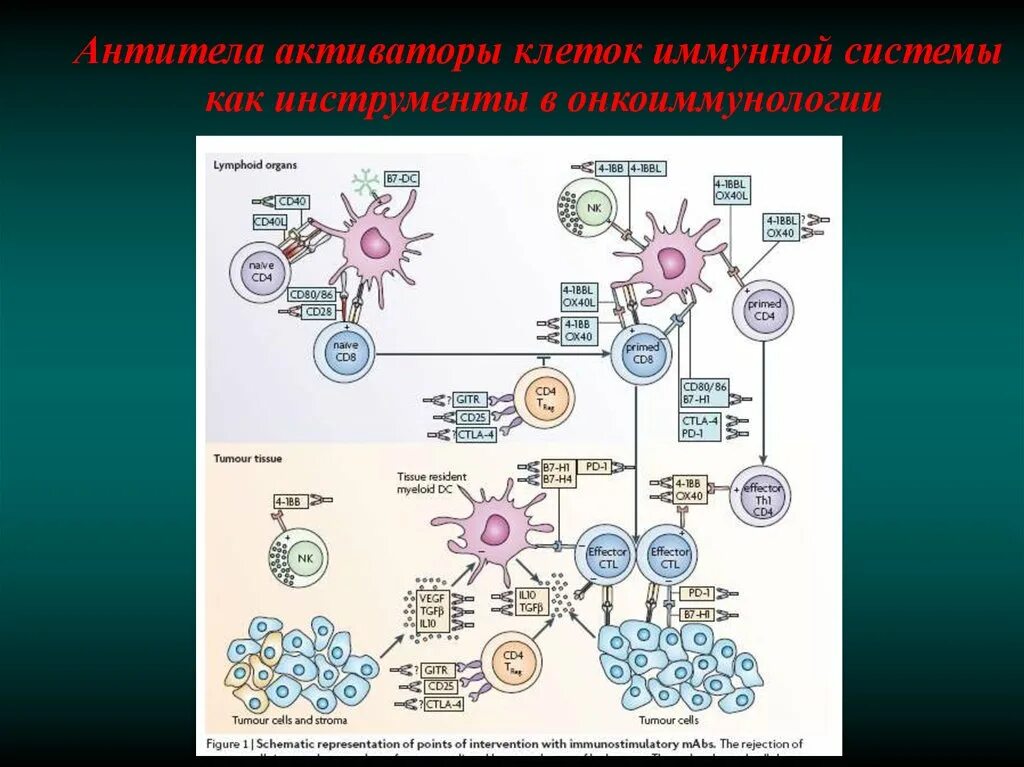 Иммунные антитела 1 4. Клеточный иммунитет Мечников. Активация иммунокомпетентных клеток. Иммунитет и клеточный активатор. Антитела иммунные клетки.