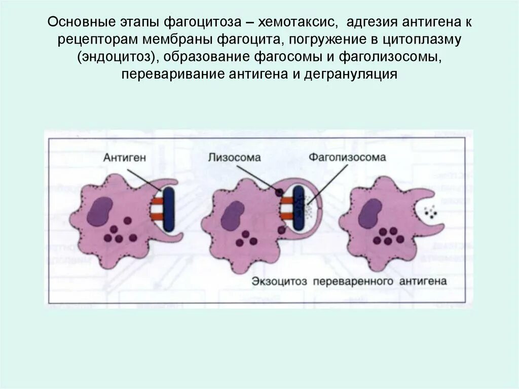 Рецепторы фагоцитоза иммунология. Этапы фагоцитоза хемотаксис адгезия. Этапы хемотаксиса и фагоцитоза. Схема фагоцитоза. Фаголизосома