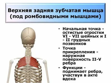 Верхняя задняя зубчатая мышца спины