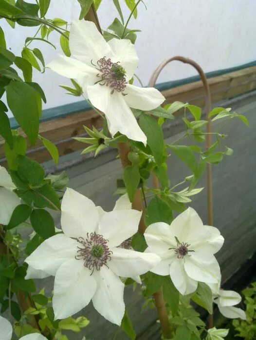 Клематис Ян Карски (Clematis Jan Karski) купить в Москве по низкой цене из питом
