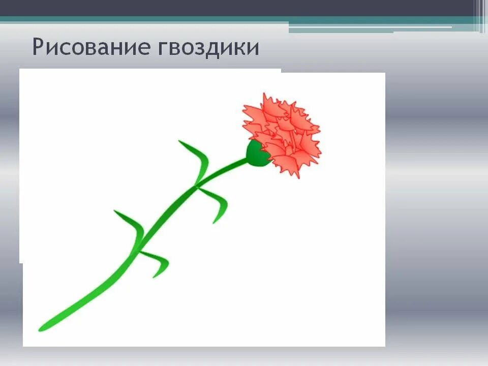 Гвоздики поэтапно. Гвоздики рисунок. Рисование гвоздики. Гвоздики нарисовать. Как нарисовать гвоздику.