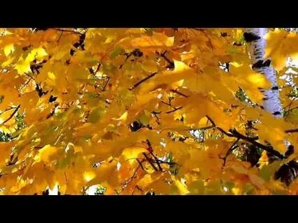 Осень желтая листва осень неба синева песня