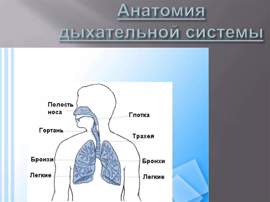 Органы дыхательной системы человека. Дыхательная система человека анатомия. Схема дыхательной системы. Строение дыхательной системы человека.