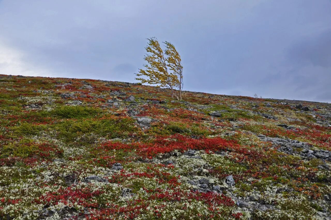 тундра мурманск. зона тундры в россии. тундра безлесная зона. сообщество тундры. тундра безлесная равнина.