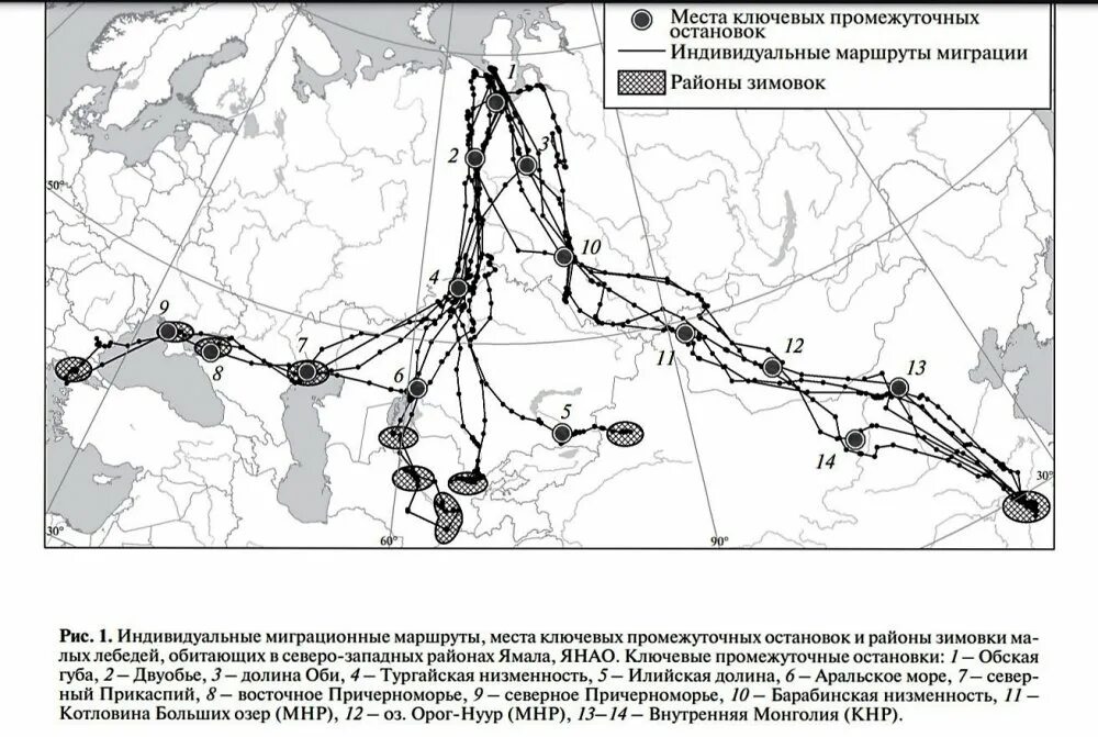 Карта пролета гуся. Карта пролета гуся