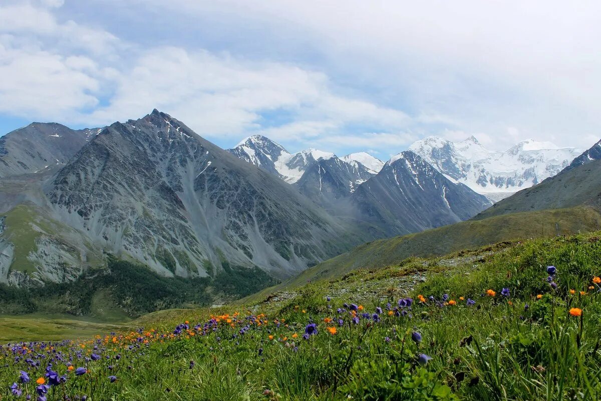 Луга Алтая горный Алтай. Горы Алтая Альпийские Луга. Альпийские Луга в горах Белухи. Катунский заповедник Альпийские Луга. Местоположение горных систем кавказа и алтая