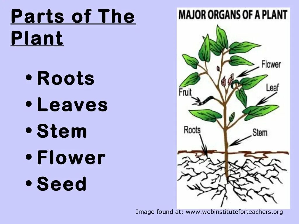 Parts of a Plant. Parts of Plants and Trees презентация. Parts of a Seed Plant. Types of Plants. Planting the roots