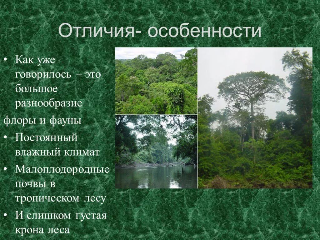 Характеристика тропических лесов. Климат влажных тропических лесов. Природная зона влажные экваториальные леса особенности климата