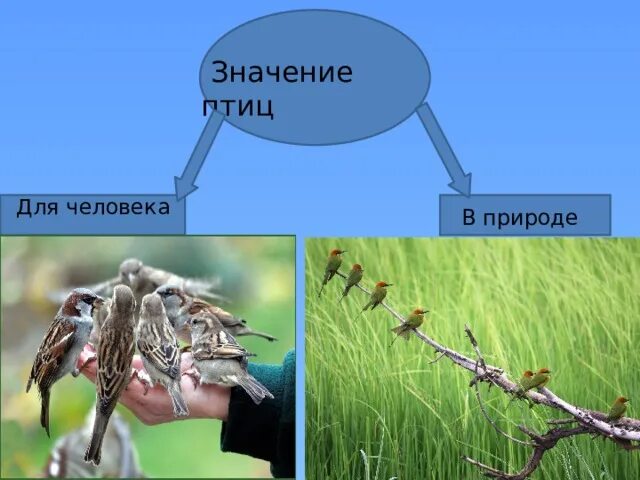 Значение птиц биология 7 класс. Роль птиц в природе. Значение птиц в природе. Значение птиц для человека. Значение птиц в природе и жизни человека.