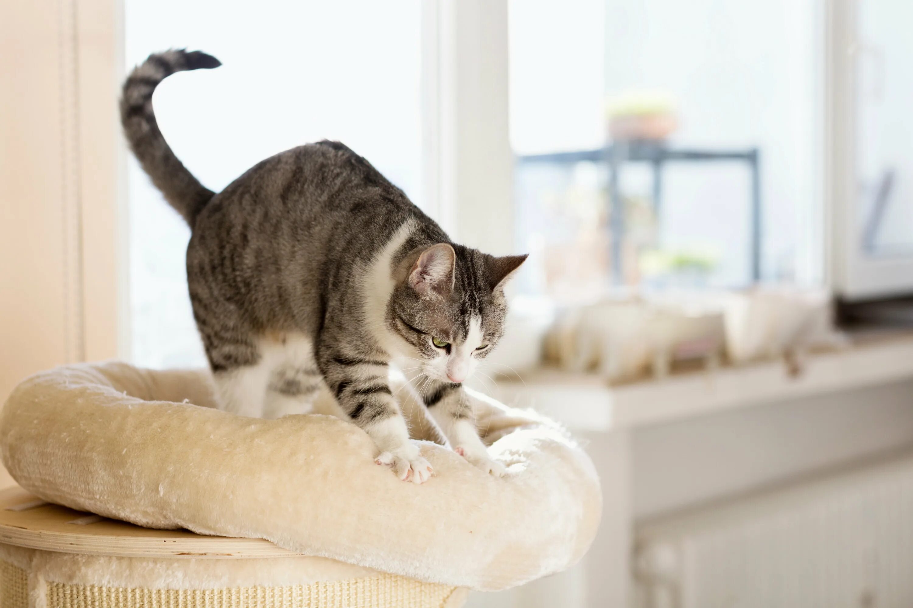 Как облегчить коту. Кот месит тесто. Кошка месит лапами. Почему коты мнут лапами одеяло. Котик перебирает лапками.