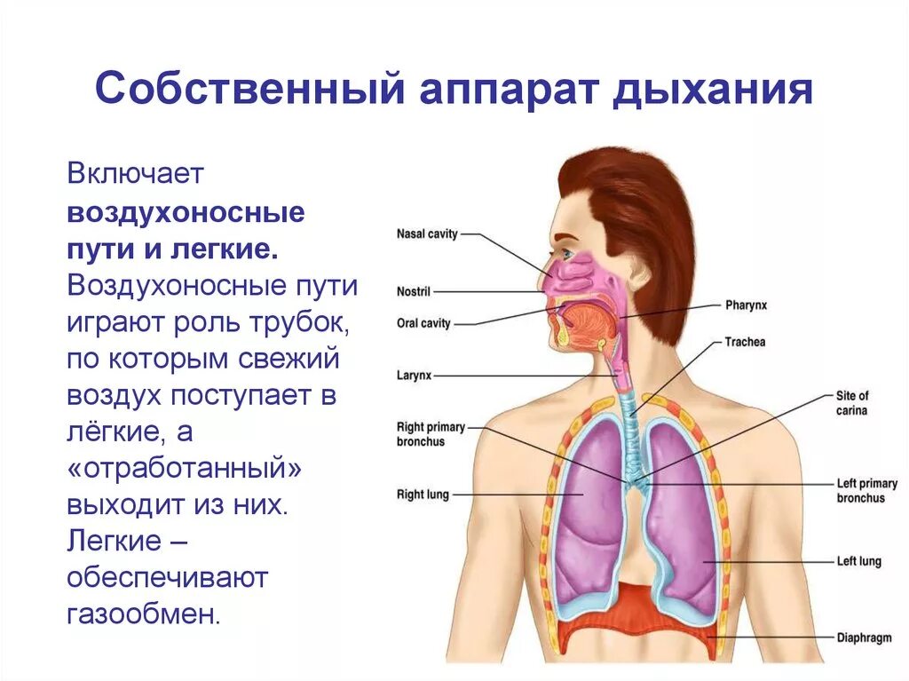 Органы обеспечивающие дыхание человека. Дыхательная система аппарат внешнего дыхания. Строение органов дыхательной системы. Путь воздуха в легкие. Строение дыхательного аппарата.
