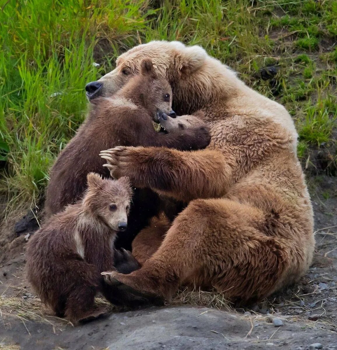 Царство животных медведь