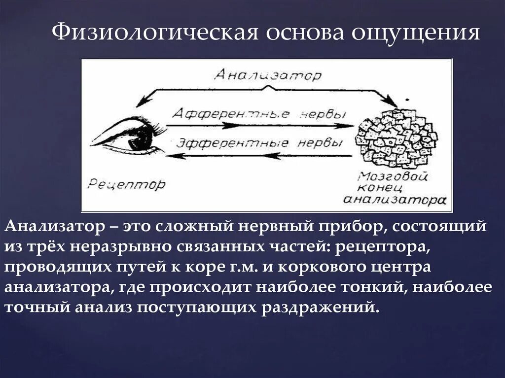 Физиологические основы процесса. Физиологическая основа ощущений. Анализатор- физиологическая основа ощущений. Физиологическая основа ощущений в психологии. Физиологическая основа процесса ощущения в психологии.