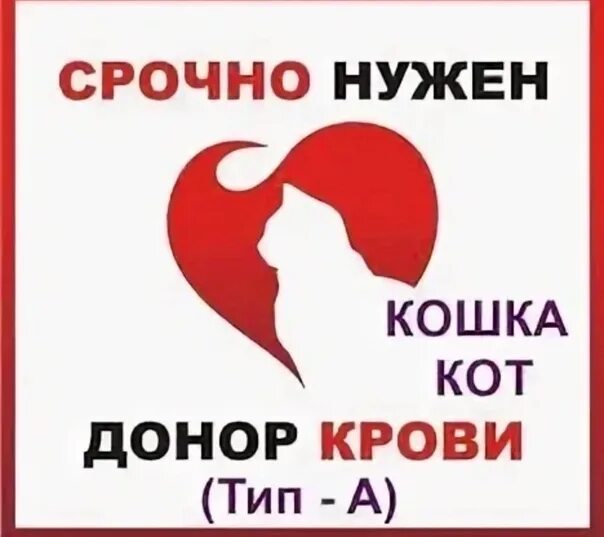 Срочно нужен донор. Срочно нужен донор коту. Нужны доноры крови.