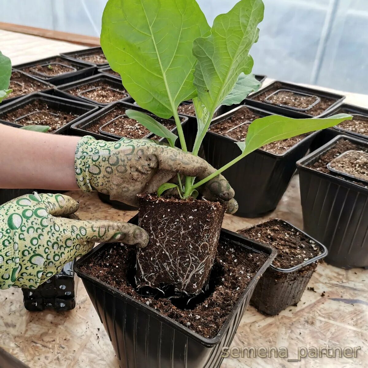 Всходы рассады баклажан. Рассада баклажан в теплице. Открытый грунт рассада. Всходы рассады баклажан. Когда можно пересаживать баклажаны.