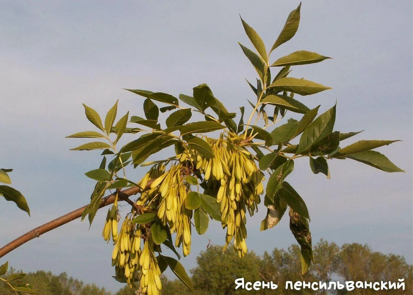 ясеня (обыкновенный, зелёный, американский). ясень узколистный. омск, нефтезаводская 30 фото. ). ясень херсет.