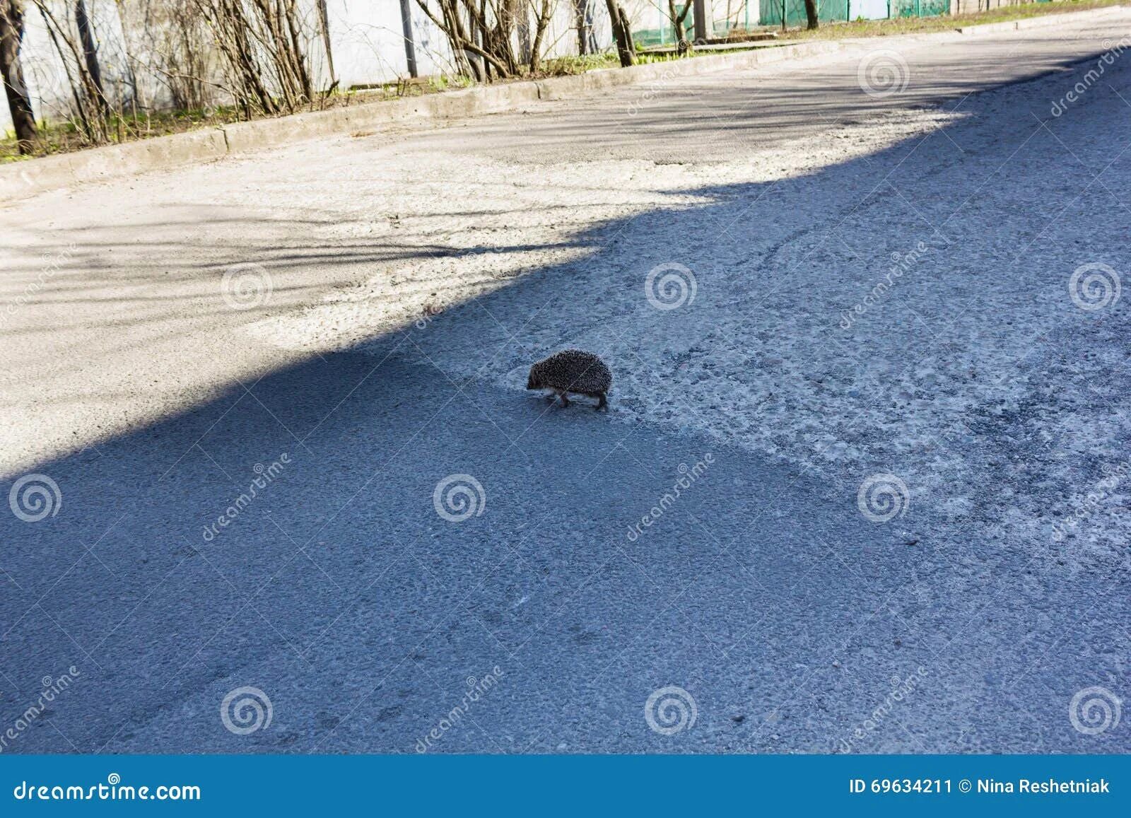 Еж на дороге. Ежик на дороге. еж переходит дорогу. еж раскатан на дороге.
