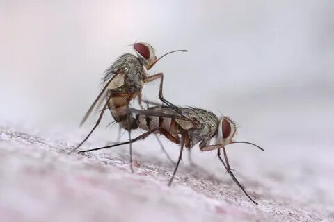 Муха любовь кто поет