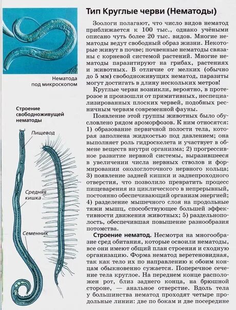 Плоские и круглые черви. Черви ЕГЭ биология. Общая характеристика круглых червей ЕГЭ. Круглые черви биология.