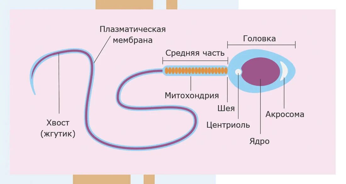 Сколько ядер в спермии