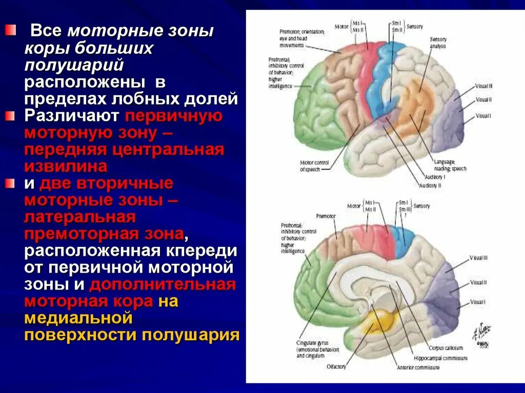 Восстановление коры головного мозга. Моторные и премоторные зоны коры. Двигательные центры коры головного мозга. Двигательная зона коры больших полушарий.