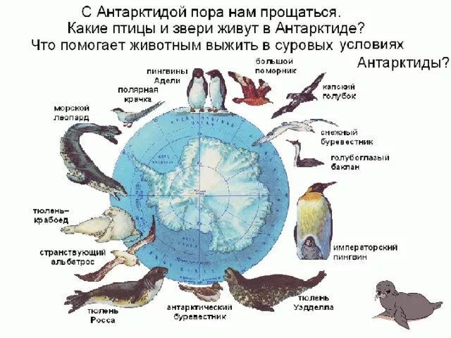 Обитатели полюсов. Животные обитающие в Антарктике. Животные материка Антарктида. Антарктида материк обитатели. Обитатели Антарктиды на карте.