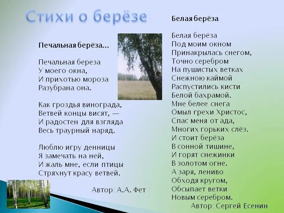 Текст русская березка. Стих про березу. Стихатварение про берёзу. Стихотворение БЕБЕРЕЗА. Берёзка стихотворение.