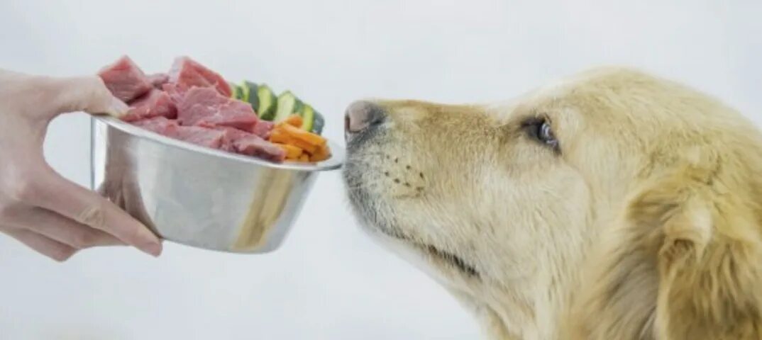 Можно щенку давать сырое мясо