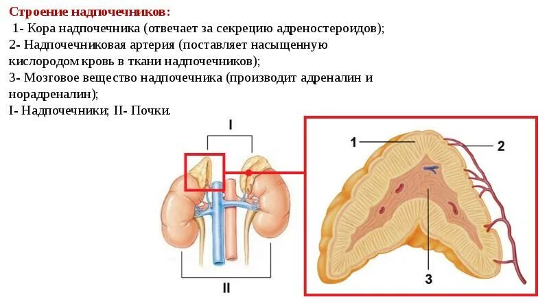 Лимфоузлы надпочечников. Строение надпочечников и регуляция. Секреция коры надпочечников. Адреналин мозговое вещество надпочечников. Строение надпочечнико.