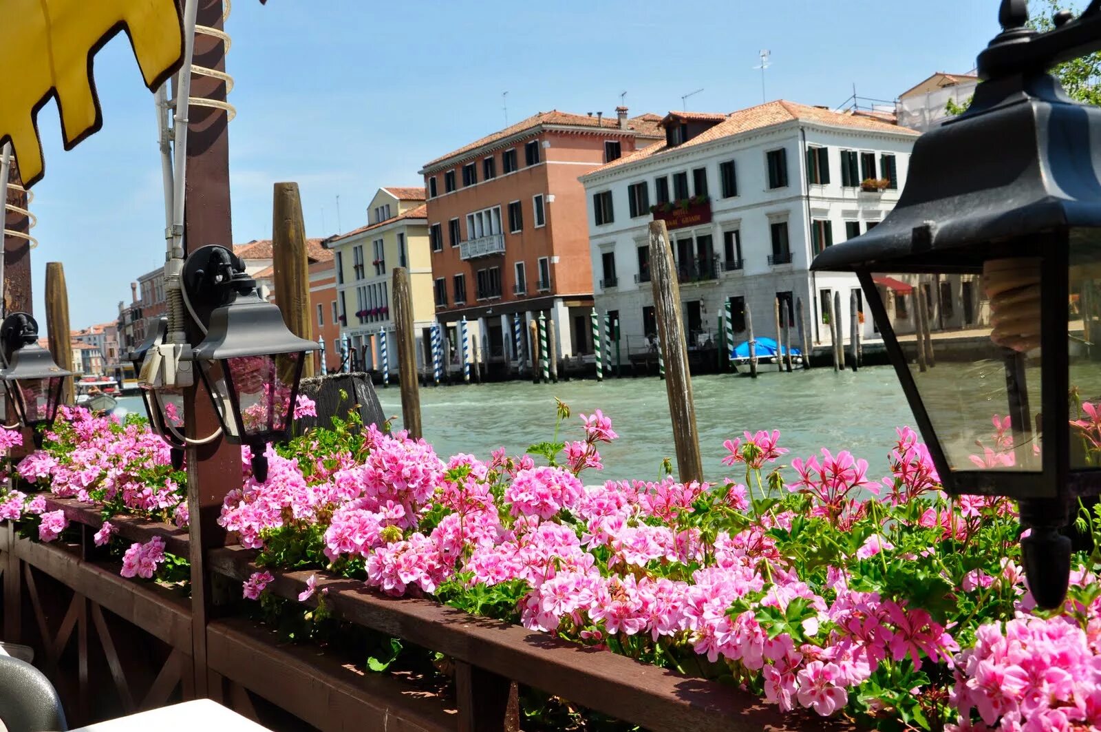 Venice rose. Фестиваль цветущей розы венеция. Фестиваль цветущей розы венеция. Санта кроче венеция. Венецианский купец парфюм.