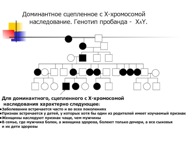 Родословная с х сцепленным доминантным наследованием. X сцепленный доминантный Тип наследования задачи. Х-сцепленное рецессивное наследование родословная. Заболевания сцепленные с х хромосомой доминантный Тип наследования.