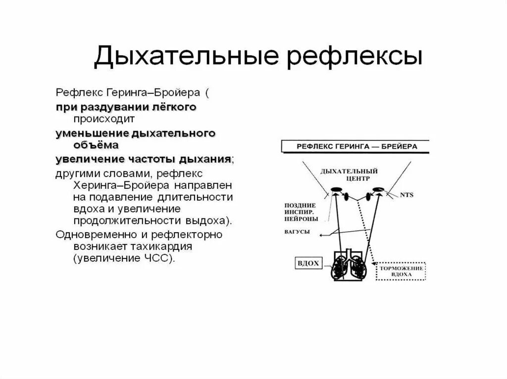 Защитные рефлексы дыхания. Рефлекс Геринга-Брейера. Рефлекторная регуляция дыхания рефлекс Геринга. Инспираторно тормозящий рефлекс Геринга Брейера. Схема рефлекса Геринга-Брейера.