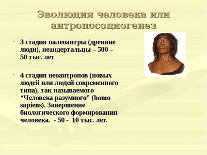 Особенности строения и образ жизни неоантропы