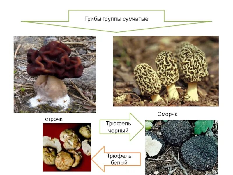 Строчок сморчок отличия фото и описание. Сумчатые грибы сморчки. Сморчок строчок трюфель. Шляпочные грибы сумчатые грибы. Сморчки грибы съедобные.