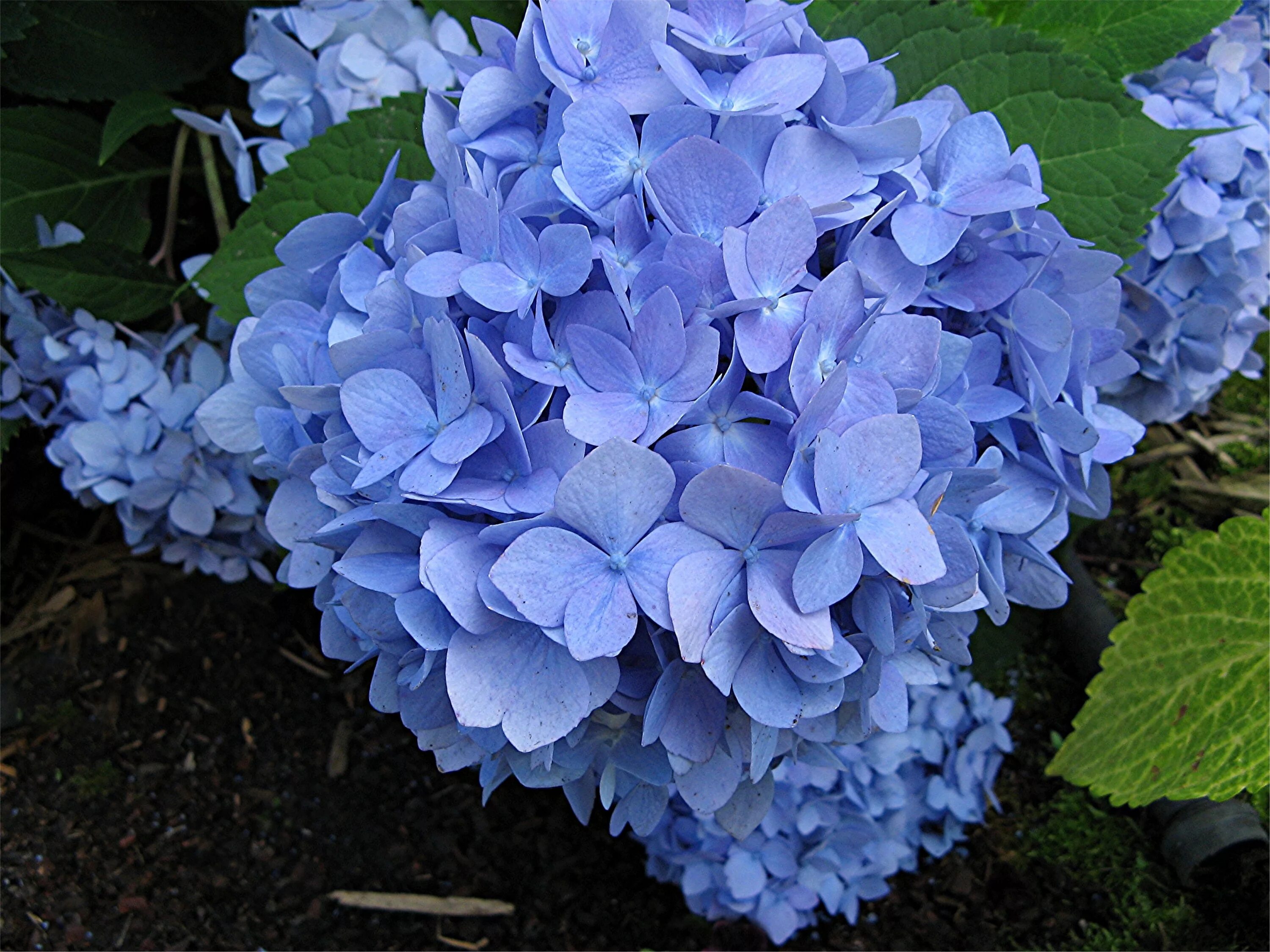 гортензия крупнолистная endless summer. гортензия крупнолистная эндлесс саммер ориджинал пинк. саммер ориджинал гортензия. гортензия крупнолистная эндлесс саммер. ориджинал блю гортензия крупнолистная.