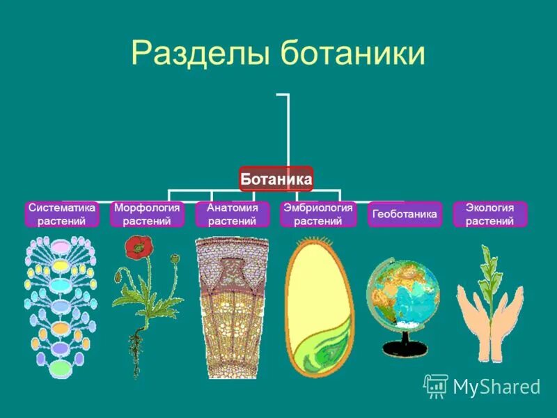 Анатомия растений ботаника