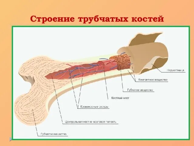 6 трубчатых костей. Кровеносная система трубчатой кости. Строение трубчатой кости. Строение трубчатой кости рисунок. Строение длинной трубчатой кости.