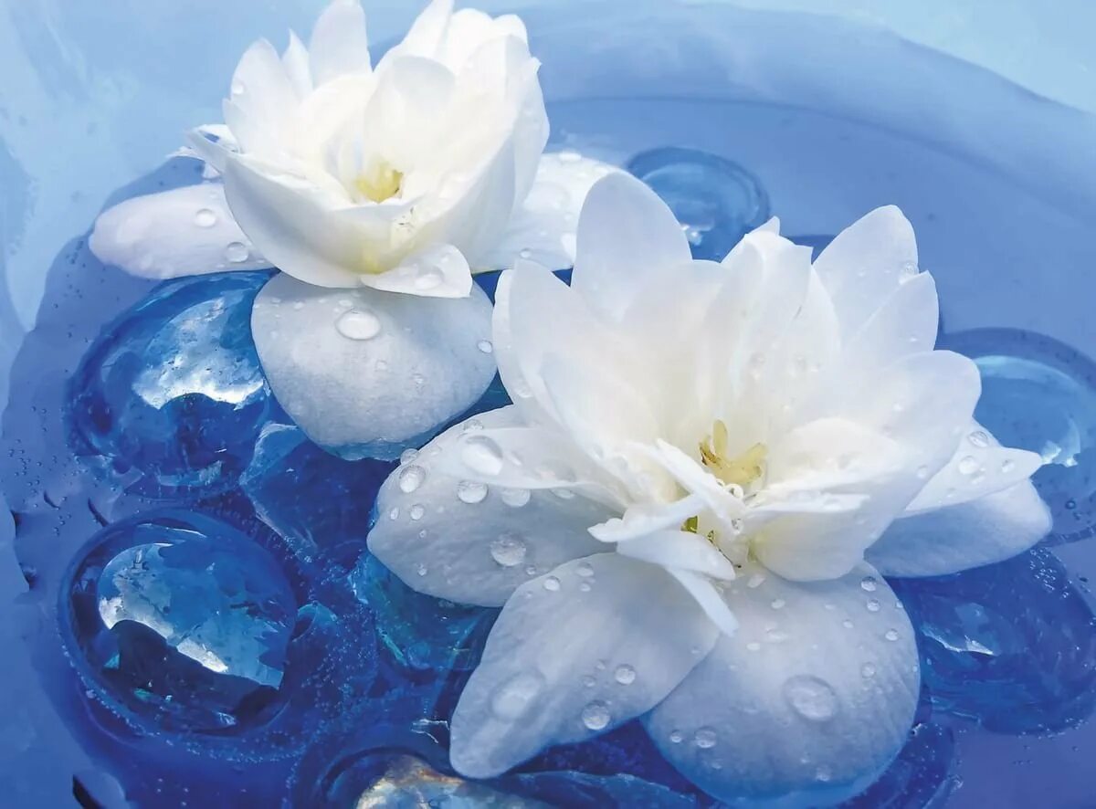 Вода цветы красиво. Голубой Нильский Лотос. Цветы на воде. Белые цветы и вода. Голубой цветок на воде.