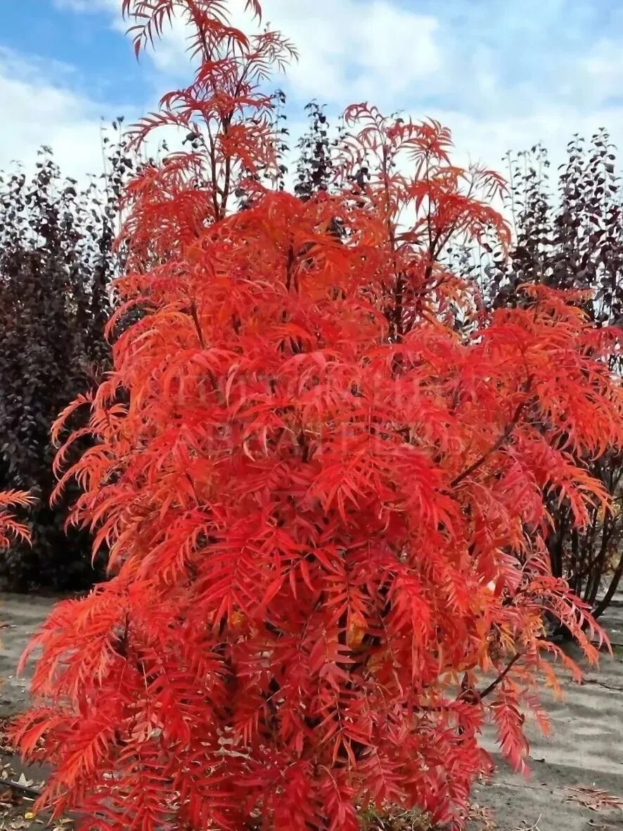 Sorbus commixta Olympic Flame Olympic flame, Garden design, Plants