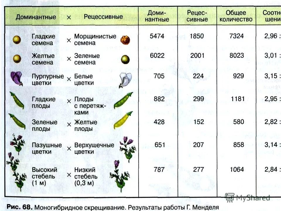 доминантные и рецессивные признаки растений таблица. доминантные признаки растений. таблица доминантных и рецессивных признаков животных. альтернативные признаки. домиантныеирецессивные признаки.
