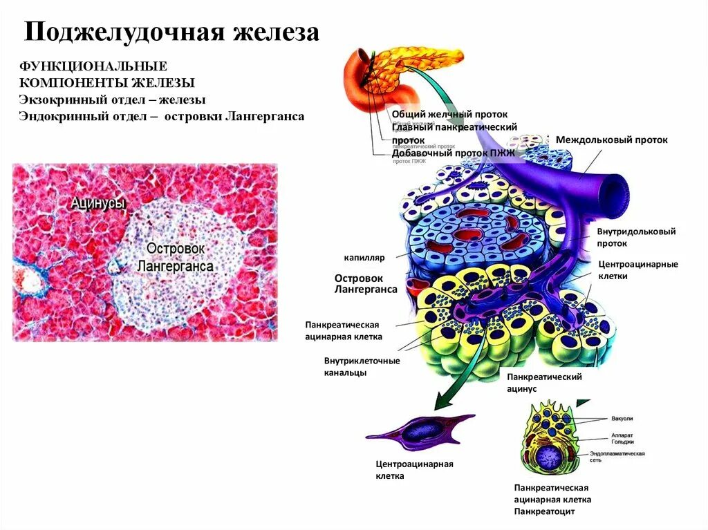 Железистые клетки печени. Строение поджелудочной железы гистология строение. Гистологическое строение эндокринного отдела поджелудочной железы. Схема строения поджелудочной железы гистология. Клетки экзокринной части поджелудочной железы.