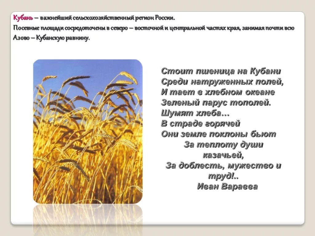 Труженики родной земли 2 класс. Труженики полей кубановедение. Герои кубанских полей. Доклад труженики полей. Труженики полей Краснодарского края.