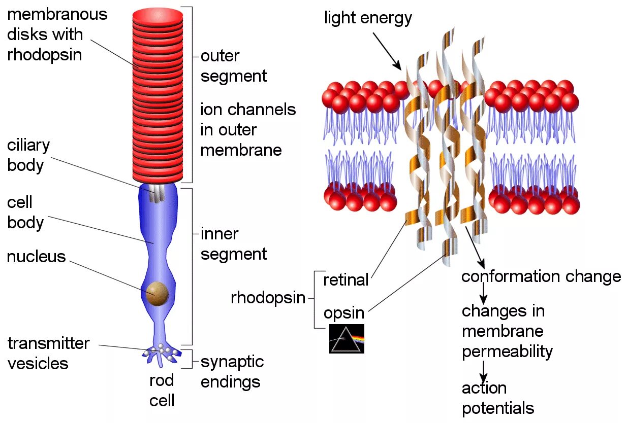 Родопсин. Родопсин структура. Пигмент родопсин. Родопсин и йодопсин.