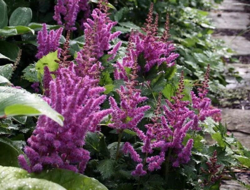 Астильба китайская «пумила» (astilbe pumila). Астильба пумила фото. Астильба китайская вижн инферно. Астильба пумила фото. Астильба китайская 'pumila' / astilbe chinensis 'pumila'.