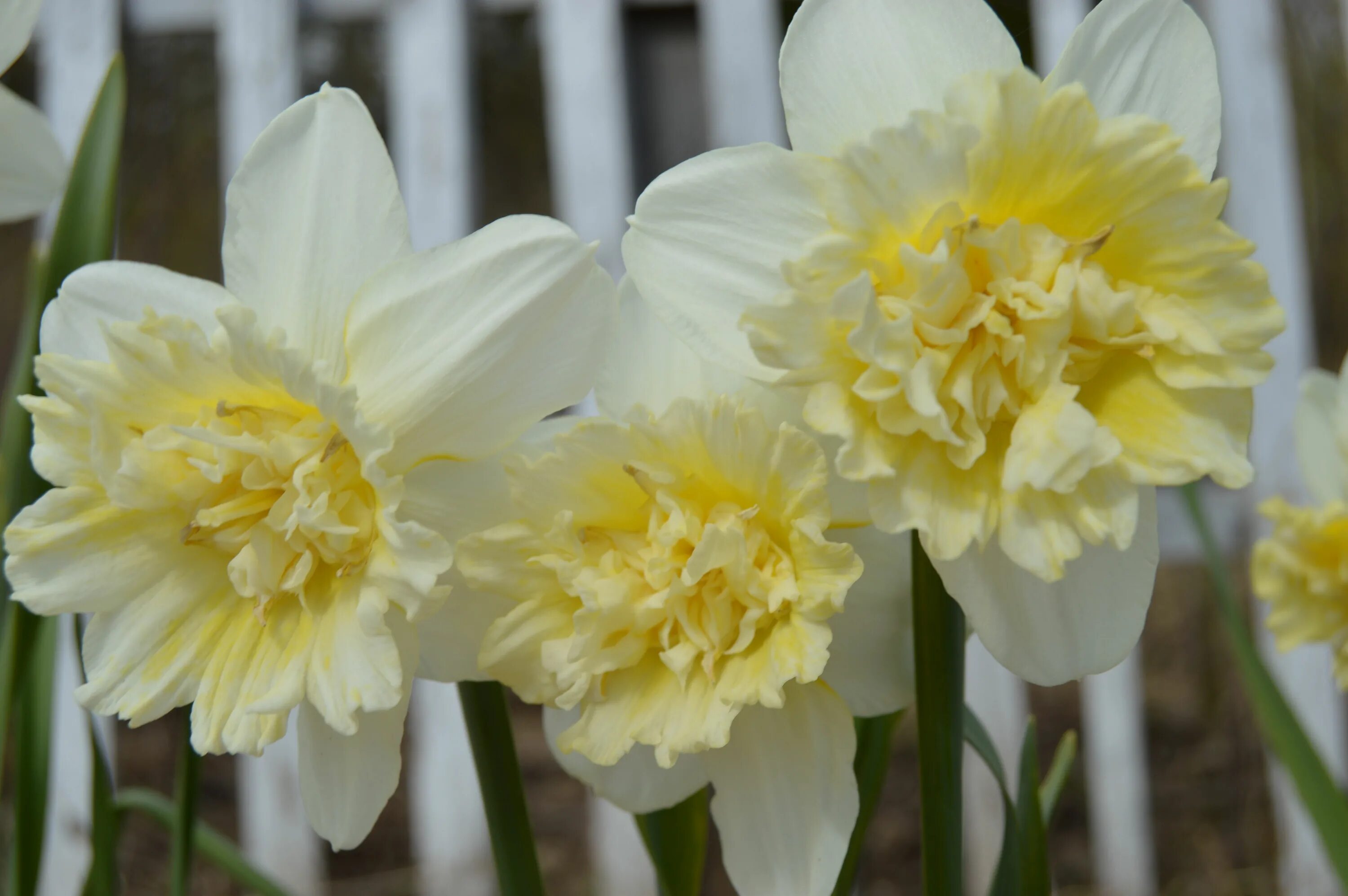 Нарцисс айс. Нарцисс айс Кинг. Нарцисс айс Кинг махровый. King Daffodil Нарцисс. Нарцисс крупнокорончатый айс Кинг.