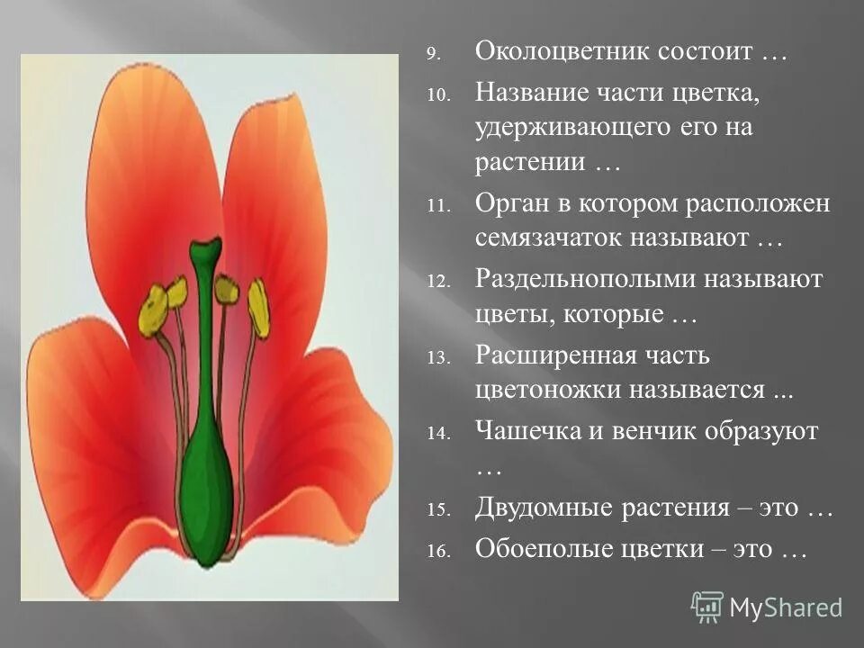 Для всех представителей класса характерно наличие околоцветника