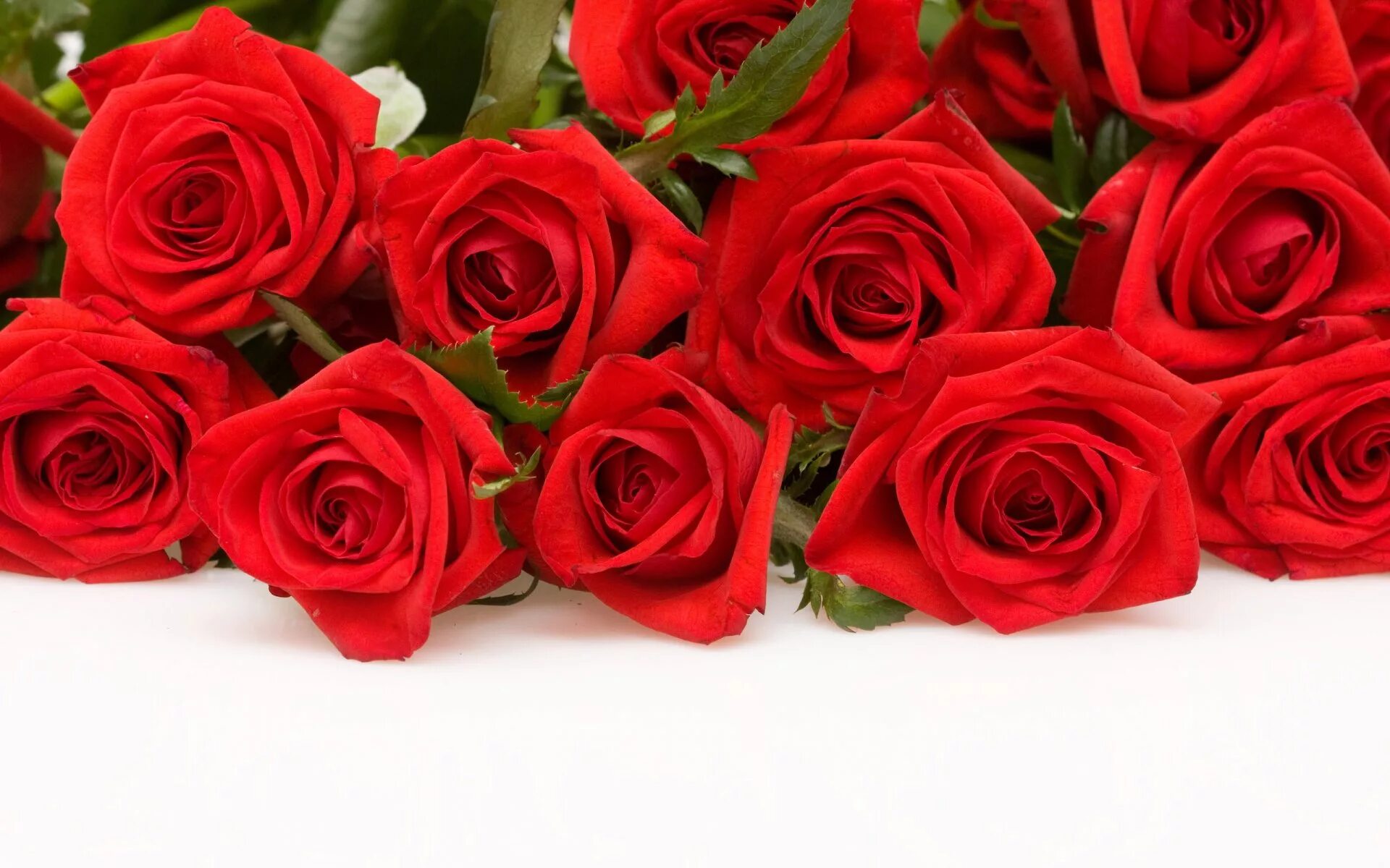 Красные розы. Цветы розы красные. Букет красных роз.