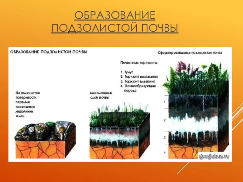 Почва образована